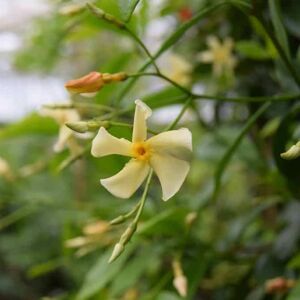 Trachelospermum jasminoides Star of Toscana ('Selbra'PBR) 125-150 cm